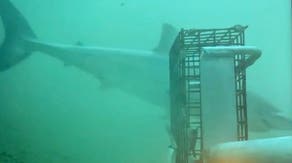Watch: First time ‘elusive’ great white shark filmed in Rhode Island waters